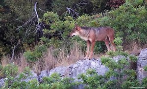 The wolf: the Italian population is increasing