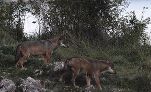 National wolf monitoring coordinated by ISPRA in the Superquark television program