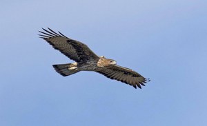 The return of Bonelli's Eagle to Sardinia: at what point are we?