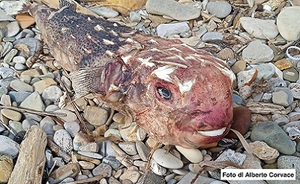 A tropical porcupine fish found on the Lazio coast