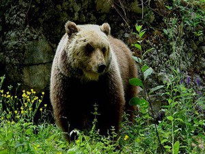 Problematic bears in the Province of Trento: plan and actions
