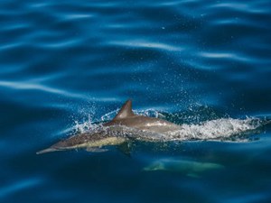 Monitoring of Mediterranean whales, dolphins and turtles. Life Conceptu Maris project: in one year, 556 sightings and 13 encounters with the giants of the Tyrrhenian Sea
