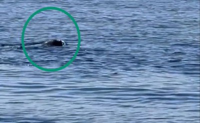 Monk Seal: sighting close the coast of Capri