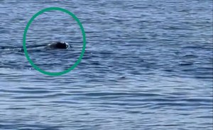Monk Seal: sighting close the coast of Capri