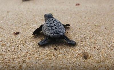 16 June, World sea turtle day