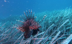 Watch out for the scorpion fish. Two new sightings in Calabria