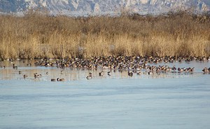 Wild waterbirds and type A influenza