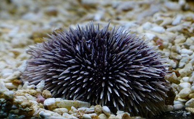 Sea urchins more sensitive to metal toxicity as a consequence of the past two decades