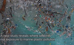 The Mediterranean Sea is one of the areas in the world where seabirds are most at risk of ingesting plastic