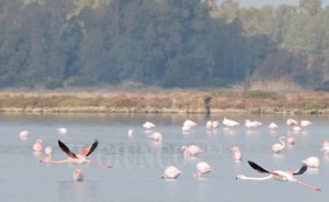 Flamingomania – The pink flamingo festival