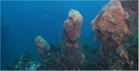 ISPRA discovers new hydrothermal vents at the Aeolian islands