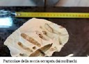 ISPRA discovered populations of White date shells in Scala dei Turchi