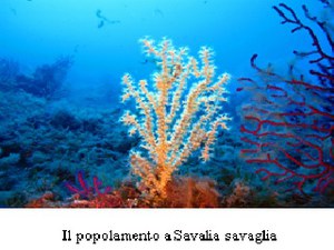ISPRA research : a lot of protected species live in Capo Milazzo