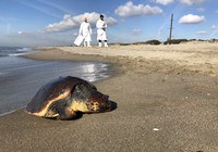 World Environment Day - Sea turtles full of plastics