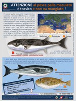 Tropical species in the marine environment, an alert for human health
