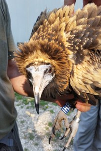 Shot down vulture Egyptian just released in the wild. Ispra denounces a serious episode of poaching in Sicily