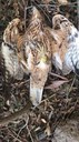 Poachers kill one of Bonelli's first eagles reintroduced in Sardinia