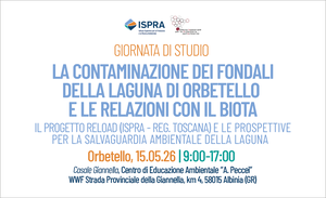 The contamination of the seabed of the Orbetello Lagoon and its relationships with biota