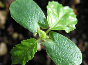 “The right place for the right tree.”