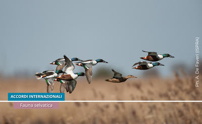 30 Years of AEWA: A Milestone of Cooperation for the Protection of Migratory Waterbirds