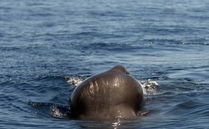 A New Key Area for Sperm Whales in the Aegean Sea