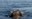 A New Key Area for Sperm Whales in the Aegean Sea
