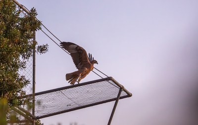 Another year of commitment for Bonelli's Eagle: the first year of the Life Abilas project.