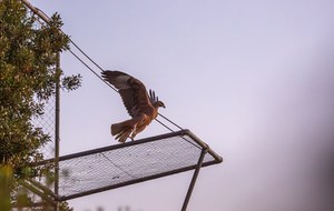 Another year of commitment for Bonelli's Eagle: the first year of the Life Abilas project.