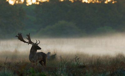 At Rainews' Futuro24 the Presidential Estate of Castelporziano and the activities of ISPRA
