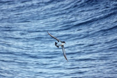 Between the beach and the seas: stories of birds from the Mare Nostrum