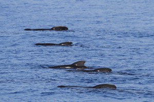 Cetaceans, Maritime Traffic, and Management Tools in the Strait of Gibraltar. Proposals for a Challenging yet Not Impossible Coexistence