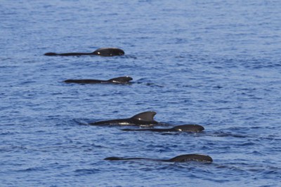 Cetaceans, Maritime Traffic, and Management Tools in the Strait of Gibraltar. Proposals for a Challenging yet Not Impossible Coexistence