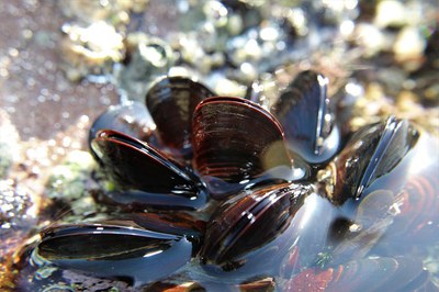 Climate change and ocean acidification outweigh local stressors in Mediterranean mussels: A multi-method convergence analysis