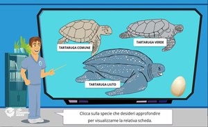 Course to recognize cetaceans and turtles