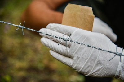 Estimate of the Marsican brown bear population: second phase of genetic monitoring completed