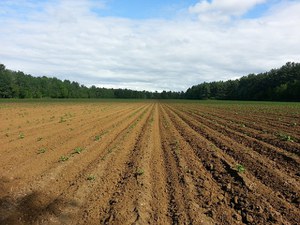 European Parliament Environment Committee approves Soil Monitoring and Resilience Directive