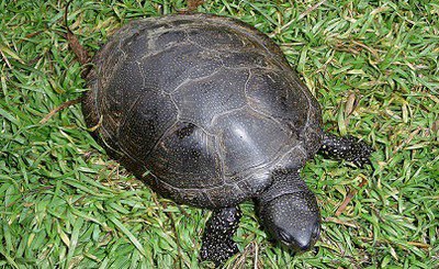 European pond turtle - Monitoring an endangered species