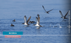 Following Seabird Routes for the Future of High Seas Protected Areas