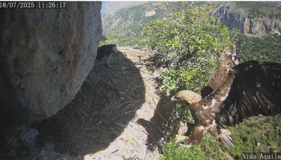 For the first time in Sicily, a Golden Eagle chick from a natural nest has been “tagged” for scientific purposes