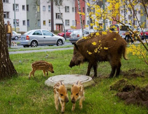 Former wild animals in the city