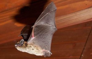 Guidelines for the Rescue and Rehabilitation of Bats published