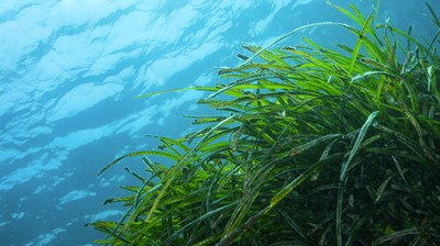 Innovative Technologies for Monitoring Marine Protected Areas