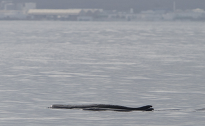 Invisible to the eye, but not to science: the pygmy sperm whale leaves its mark in the Mediterranean