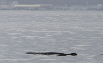 Invisible to the eye, but not to science: the pygmy sperm whale leaves its mark in the Mediterranean