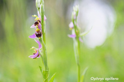 Involving local communities in safeguarding ecosystems