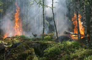 ISPRA calculates forest fires: in 2024 Italy will burn less than in the previous 5 years