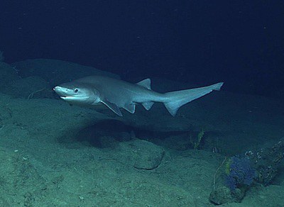 ISPRA’s ‘Nautilus’ encounters a cow shark at 960 meters depth