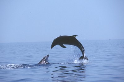 ISPRA's Contribution to the Third Edition of the United Nations "World Ocean Assessment"
