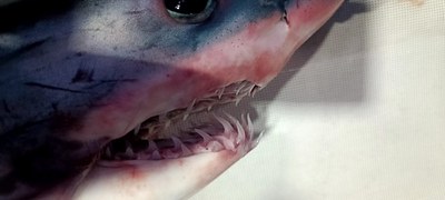 Life Project Prometheus: Magnetic Deterrent Testing Begins