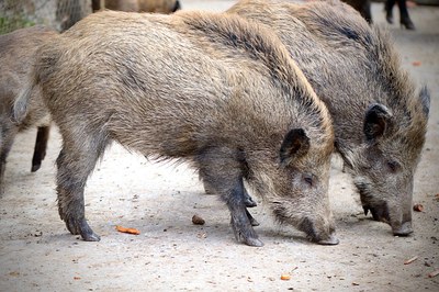 Management of wild boar in PSA emergency: Strategies and good practices